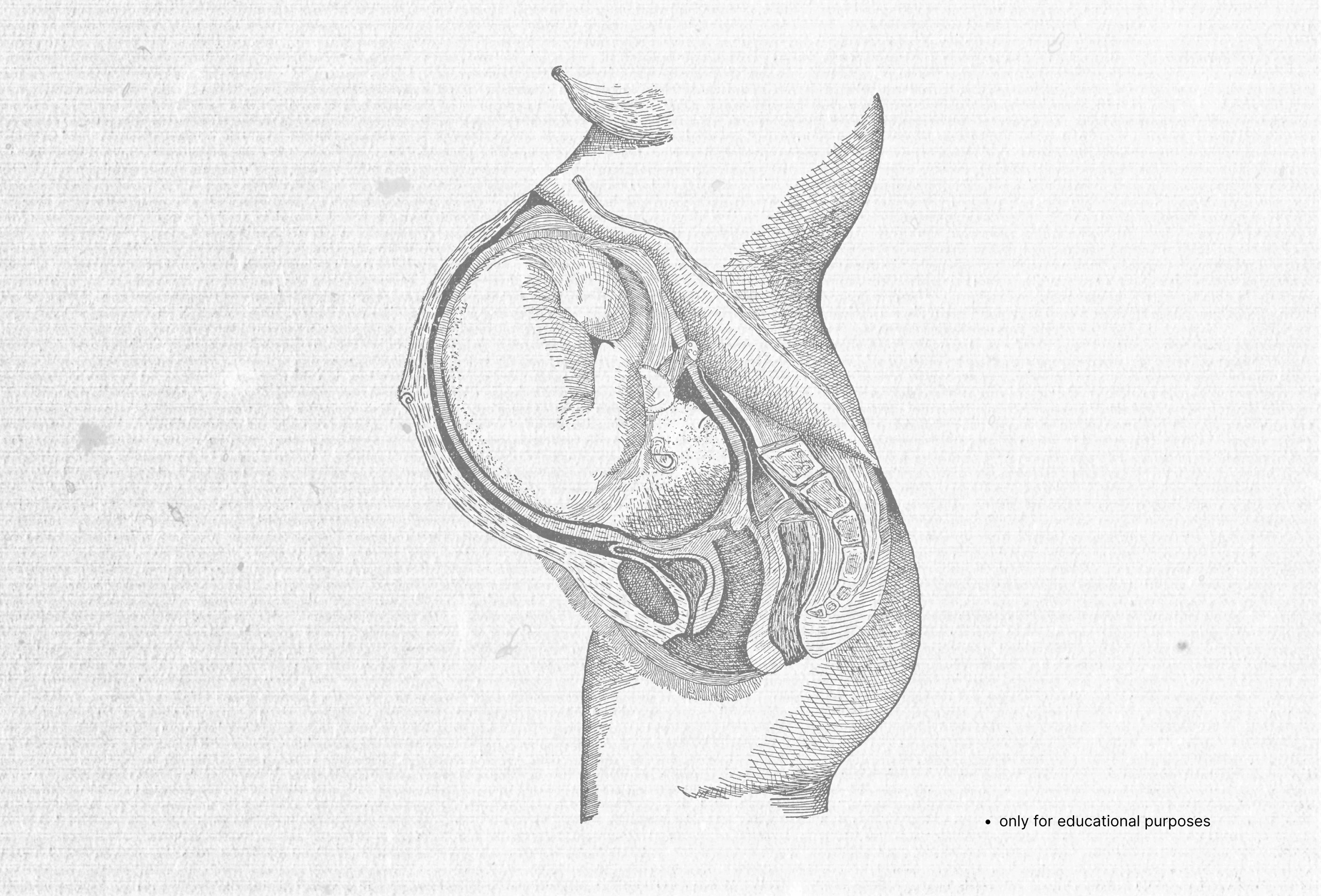 Contrabanned preview