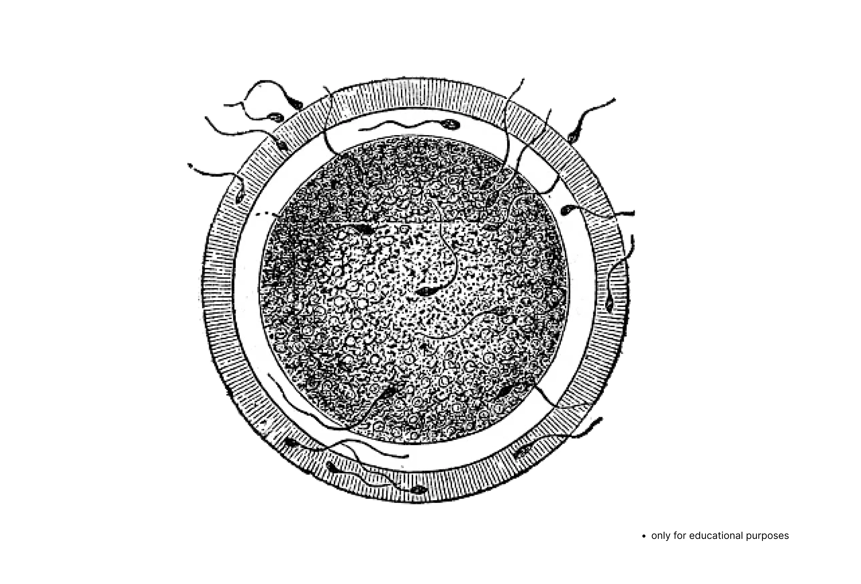 Contrabanned preview