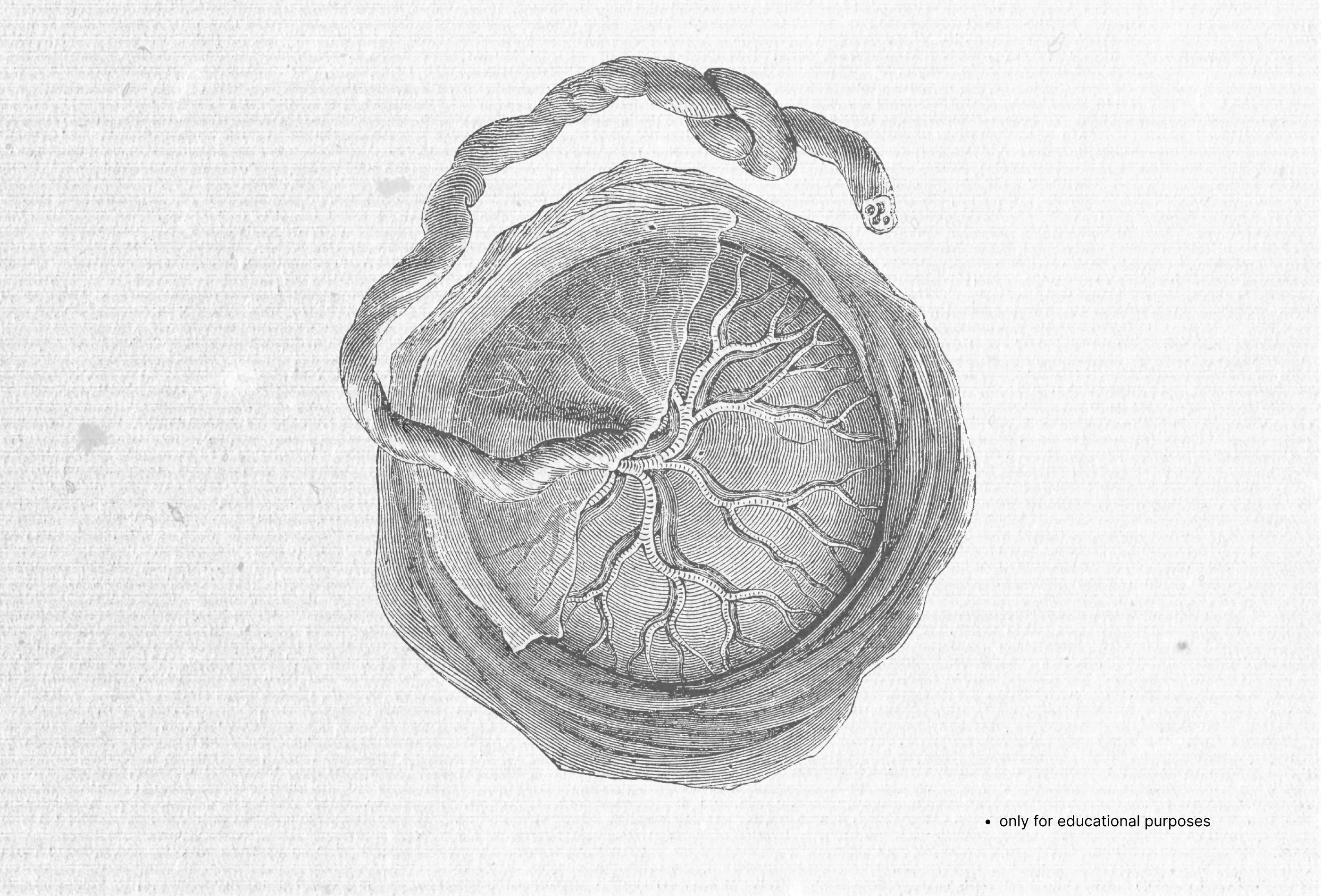Contrabanned preview